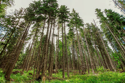 Low angle view of bamboo trees in forest