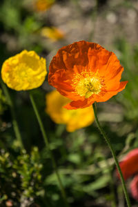 Close-up of flowers blooming outdoors