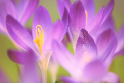 Close-up of purple crocus blooming outdoors