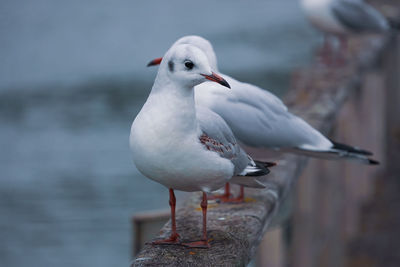 Close-up of seagull