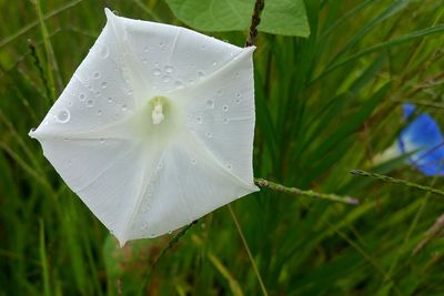 Close-up of water drops on flower