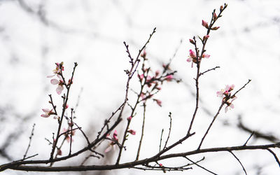 Low angle view of flowering plant against sky