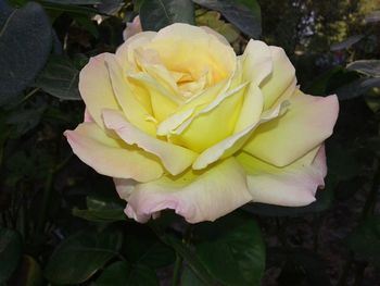 Close-up of rose blooming outdoors