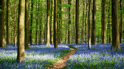 Trees and flowers growing in hallerbos
