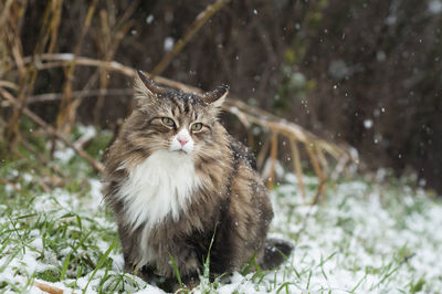 View of cat on snow covered land