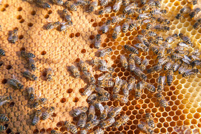 Close-up of bee on leaf