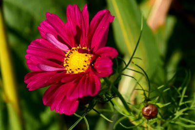 Close-up of pink flower blooming outdoors