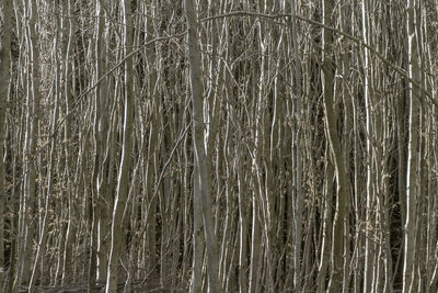 Full frame shot of bamboo trees