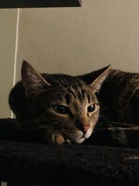 Portrait of cat resting on floor