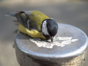 Close-up of bird perching on a rock