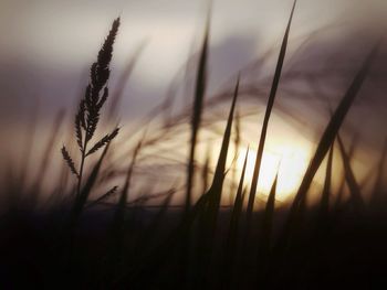 Plants growing on field at sunset