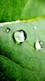 Close-up of leaves on leaf