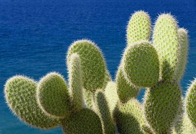 Cactus plants against blue sea