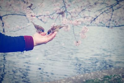 Cropped hand feeding sparrows against lake