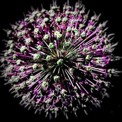 Close-up of purple flowers