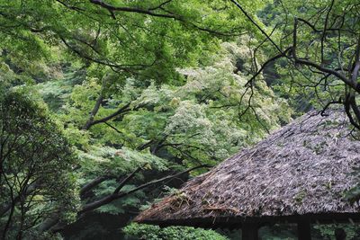 High section of gazebo in trees