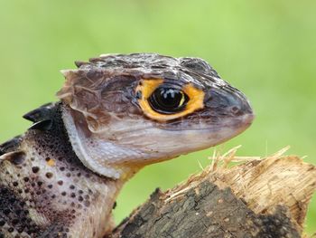 Close-up of a lizard