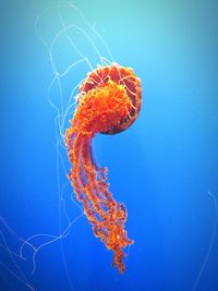 Orange jellyfish swimming underwater against blue background