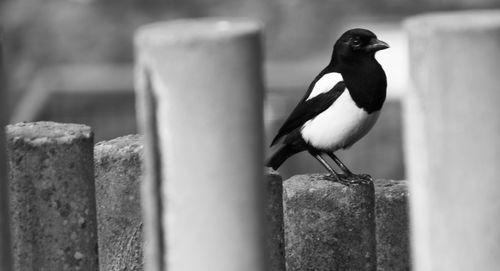 Bird perching on wood