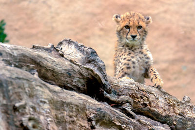 Low angle view of cheetah cub on tree trunk