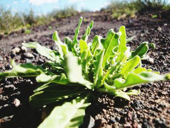 Close-up of plants growing on field