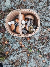 High angle view of mushrooms in basket on field