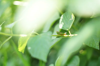 Close-up of insect on leaf green grasshopper