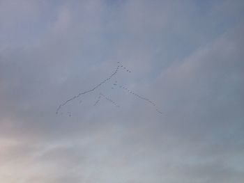 Low angle view of bird flying in sky