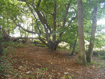 Trees growing in a park