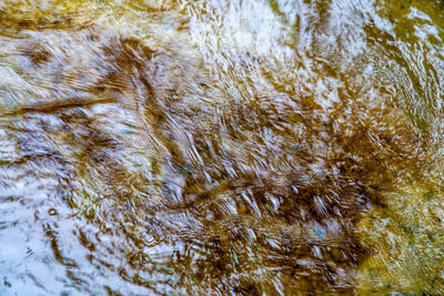 Close-up of leaves floating on water