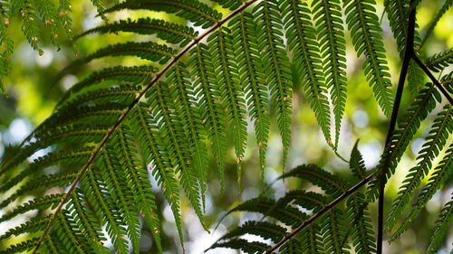 Close-up of green leaves on tree