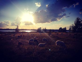 Flock of birds on field against sky during sunset