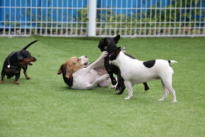 View of dogs playing on grass
