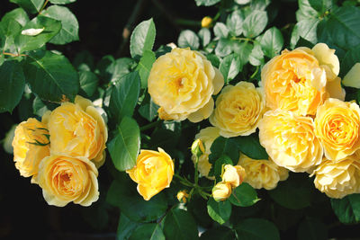Close-up of yellow roses