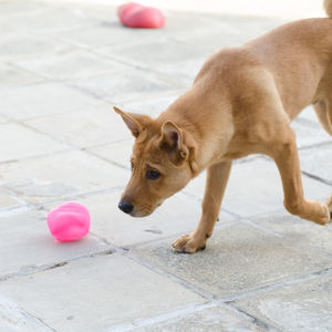 High angle view of dog