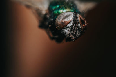 Close-up of fly