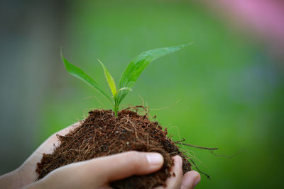 Close-up of hand holding plant