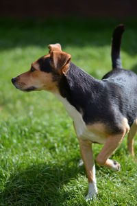 Dog on grassy field