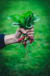 Midsection of woman holding red leaf on field