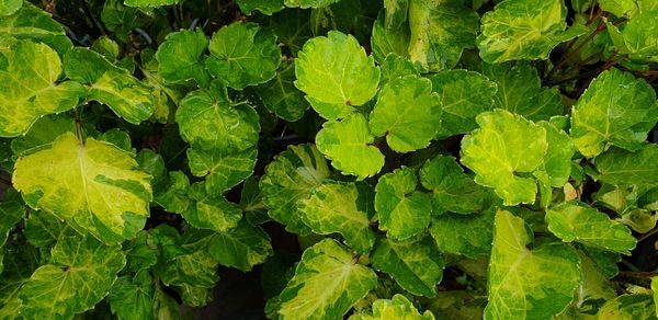 Full frame shot of fresh green leaves