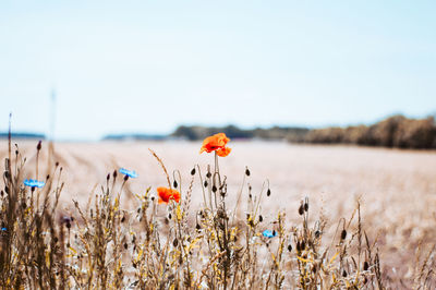 Close-up of flowering plants on field against sky