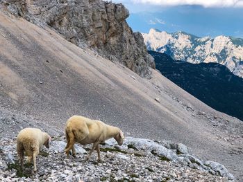 View of sheep on rock
