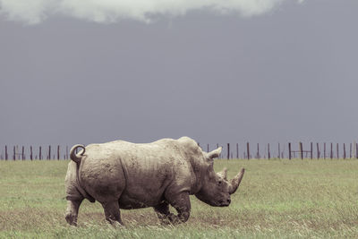 Southern white rhino