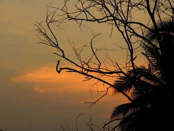 Silhouette tree against sky during sunset