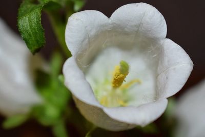 Close-up of white flower blooming outdoors