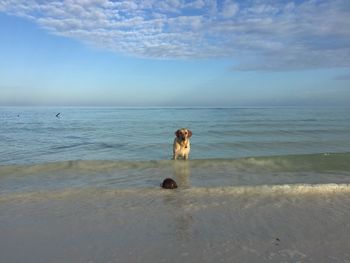 Portrait of dog on beach