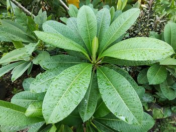 High angle view of wet plant leaves on field