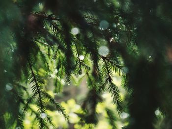 Low angle view of tree branch in forest