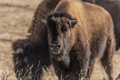 Eye contact with a bison
