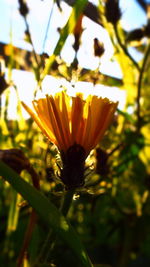 Close-up of flower blooming outdoors